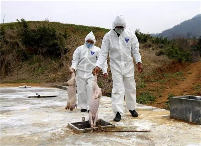 非洲豬瘟疫情情況