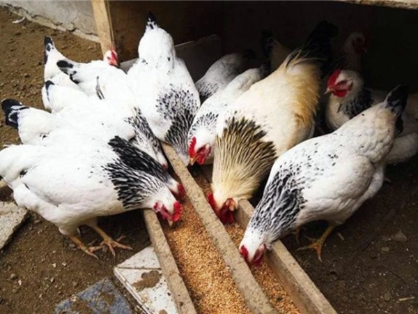 飼料添加劑