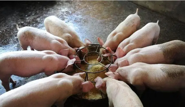冬天養豬技巧