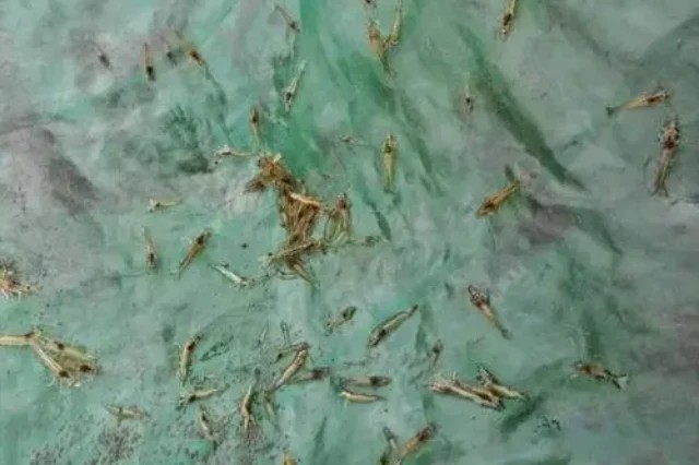 對蝦游塘是怎么回事