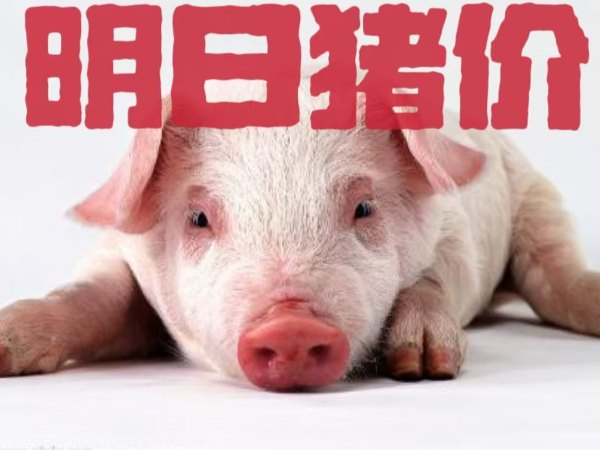 明日豬價(jià) | 2025年1月10日全國豬價(jià)行情一覽表！