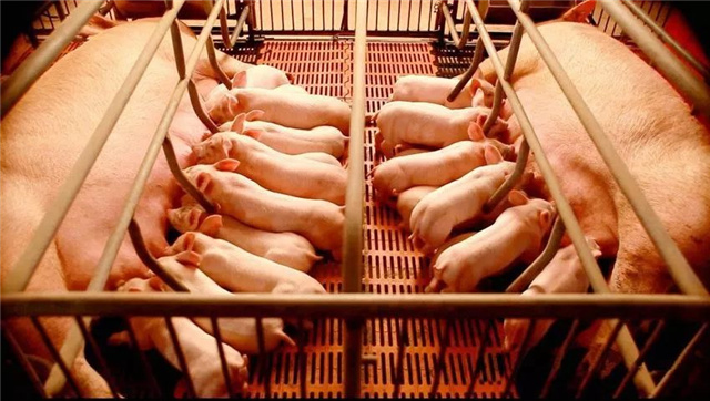 豬飼料添加劑