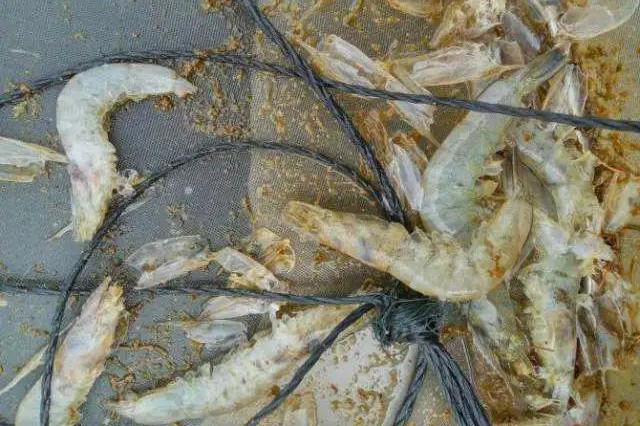 對蝦偷死預防