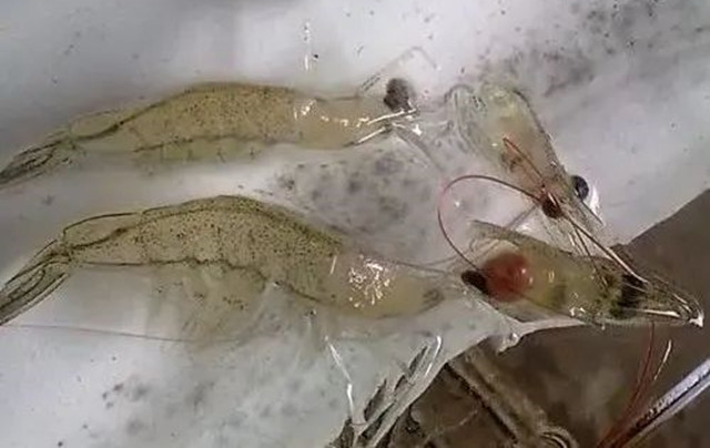 對蝦脫殼偷死