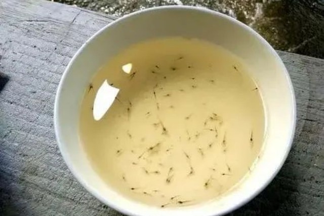對蝦苗期病害特點(diǎn)
