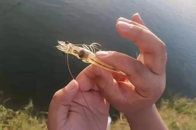 對蝦苗期病害特點(diǎn)