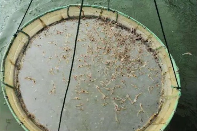 對蝦放苗后管理