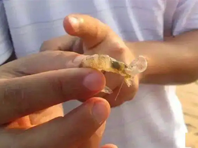 對蝦蛻殼不遂怎么預防