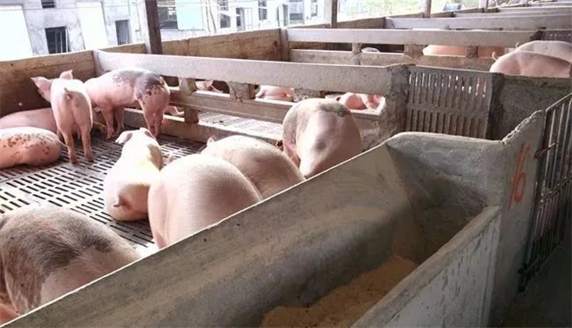 生豬養殖