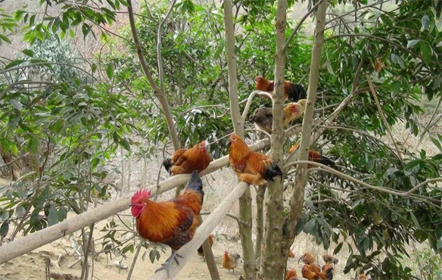 養殖業(yè)變革