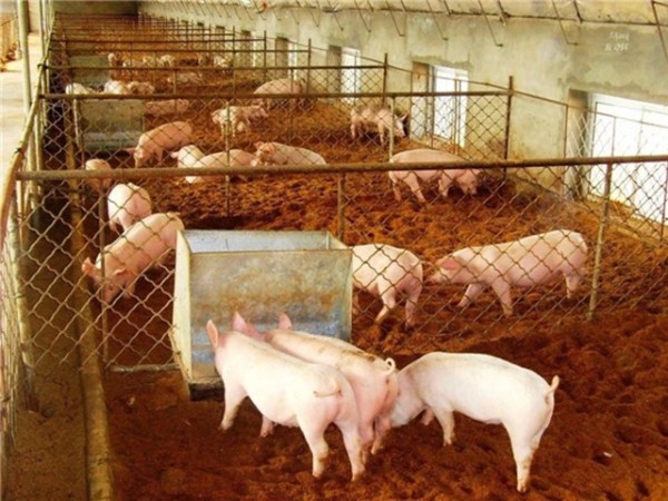 畜禽應激與防制丨第二章： 優(yōu)化飼養管理