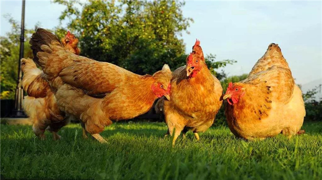 飼料添加劑