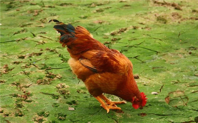 飼料添加劑