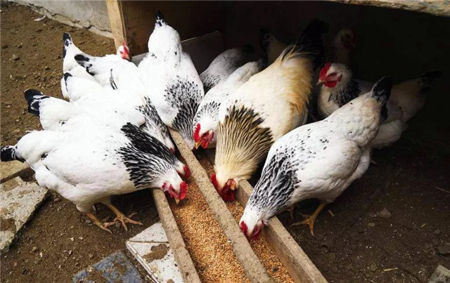 飼料添加劑