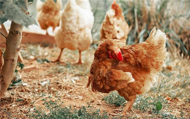 飼料添加劑