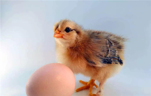 飼料添加劑