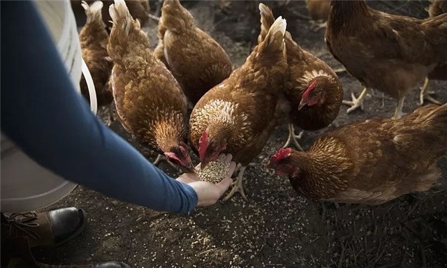 飼料添加劑
