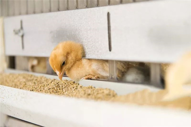 飼料添加劑