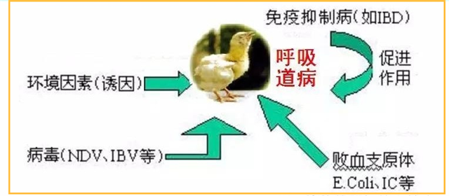 如何預防雞呼吸道綜合征