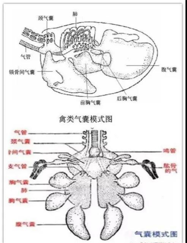 支原體剝落呼吸道上皮細胞圖