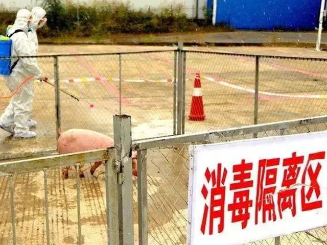 非洲豬瘟疫情