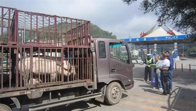 非洲豬瘟疫情