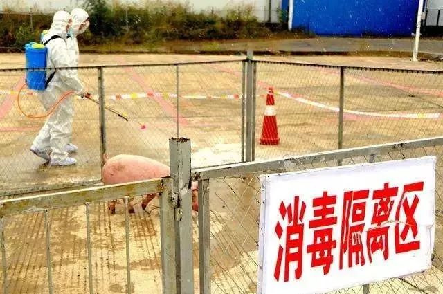 非洲豬瘟疫情