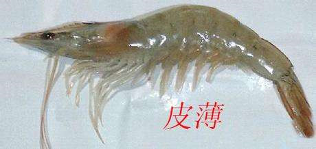 對蝦缺鈣如何判斷