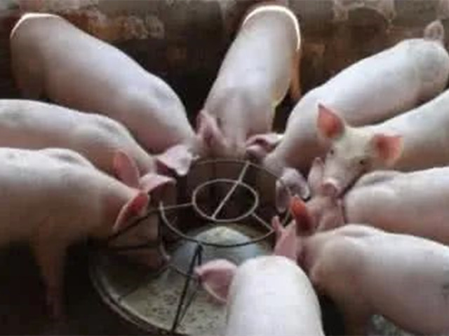 養豬技術(shù)
