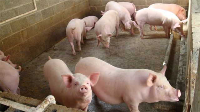 豬飼料添加劑