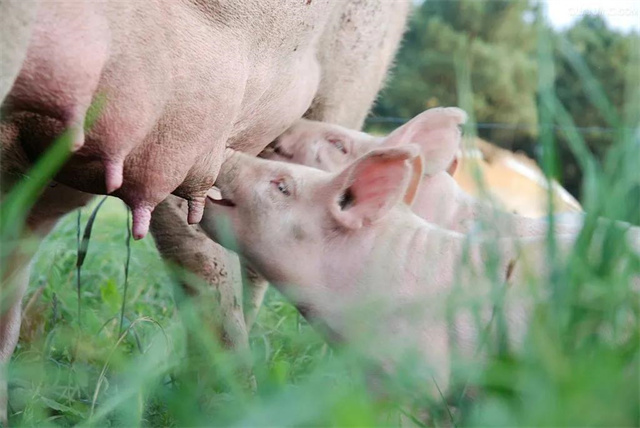豬飼料添加劑
