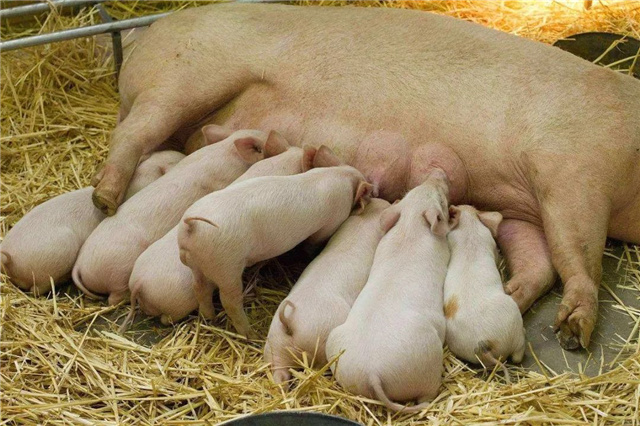 飼料添加劑