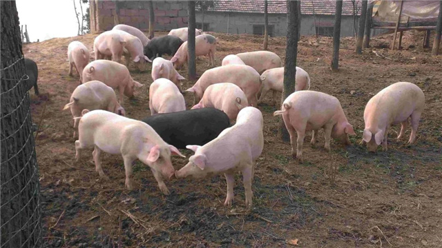飼料添加劑
