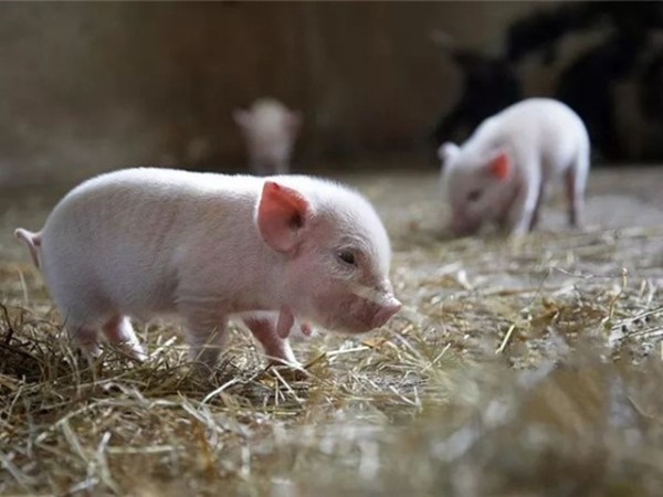 豬飼料添加劑