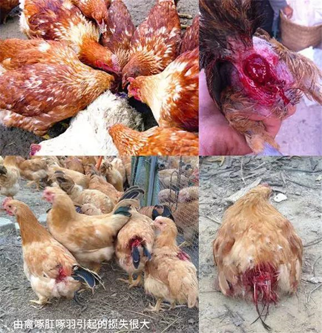 飼料添加劑