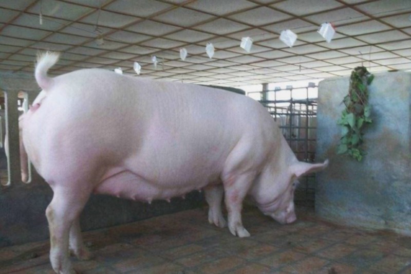 母豬飼養管理