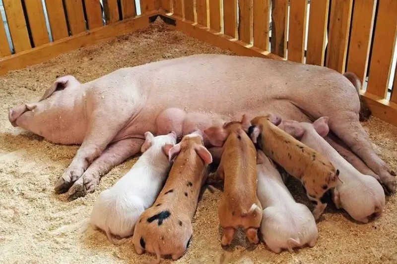 母豬飼養管理
