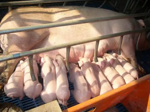 母豬飼養管理