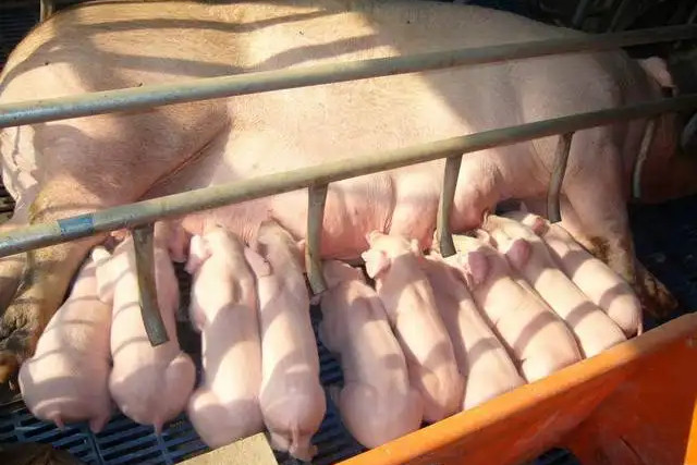 母豬飼養管理