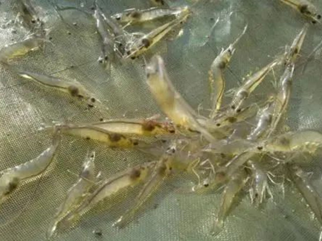 對蝦應激