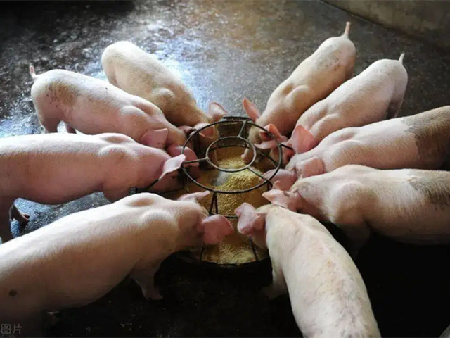 畜牧養殖中如何科學(xué)的選擇、使用飼料添加劑，這幾個(gè)要點(diǎn)一定要注意！