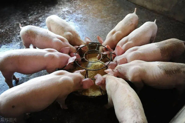 如何選擇飼料添加劑