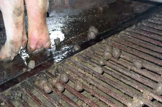 防治母豬便秘