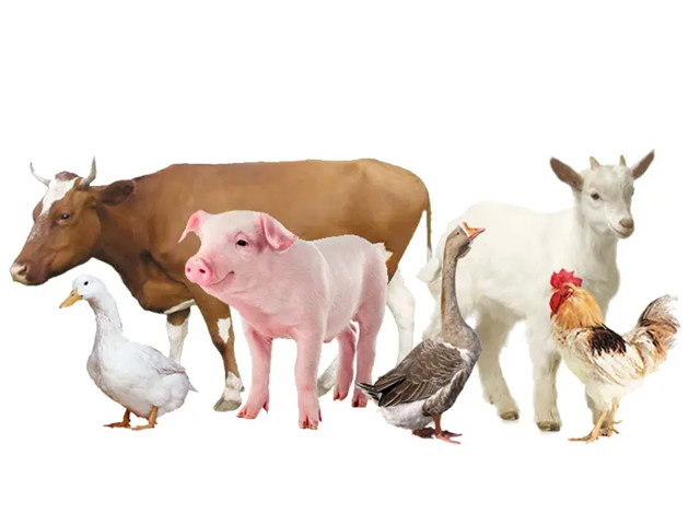 【避坑】飼料添加劑使用的五大誤區，動(dòng)保經(jīng)銷(xiāo)商和養殖戶(hù)一定要避免！