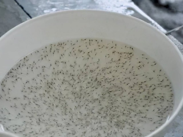 對蝦放苗后要注意什么