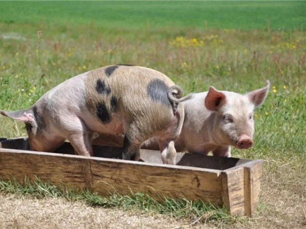 豬飼料添加劑