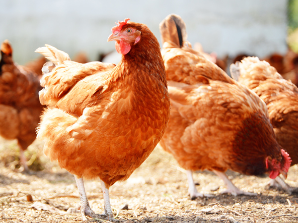微量元素飼料的另一面：飼料的雙重保障與養殖的雙重增值效應
