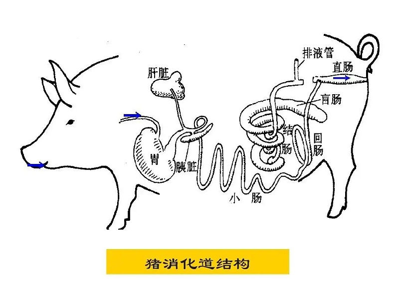 豬消化道結構