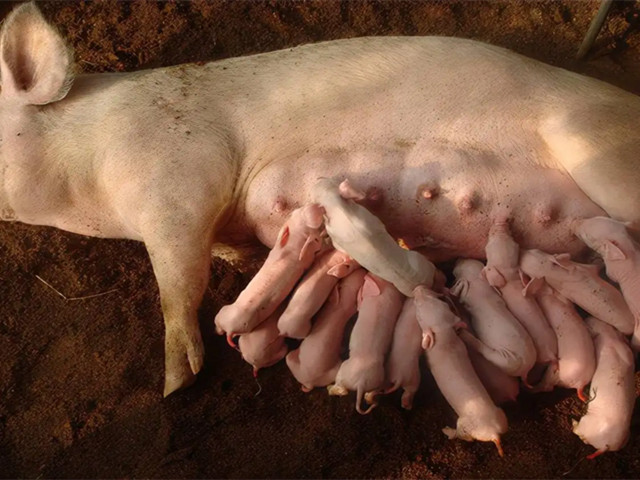 后備母豬飼養管理技術(shù)