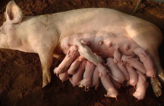 后備母豬飼養管理技術(shù)